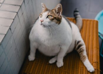 Which Hormone From Fat Tissue Helps Regulate Glucose?