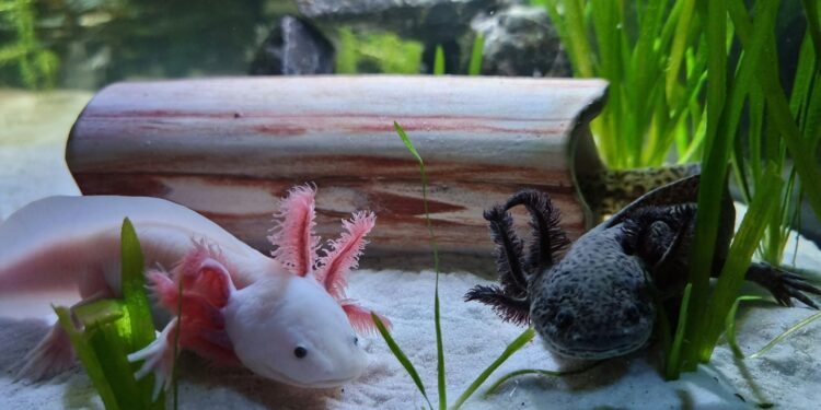 Smiling Salamanders That Could Change Medicine Forever