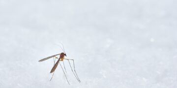 State Reports First West Nile Case Of 2025