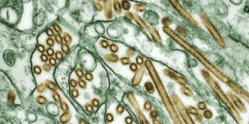 Norovirus Outbreak Infects 240 Americans
