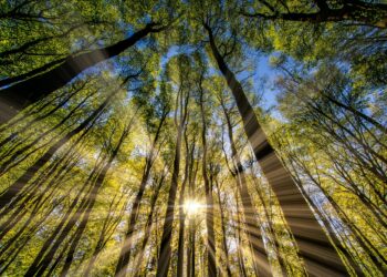 Which Vitamin Is Synthesized In The Skin Upon Exposure To Sunlight?