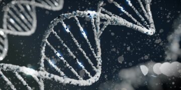 What Role Do Genetics Play In Determining Longevity?