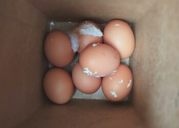 Effective Prevention Techniques To Shield Against Salmonella