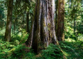 What Is A Common Factor Associated With Longevity In Various Cultures?