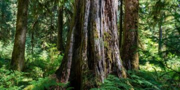 What Is A Common Factor Associated With Longevity In Various Cultures?