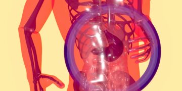 Microbiome Changes Linked To Artificial Sweeteners