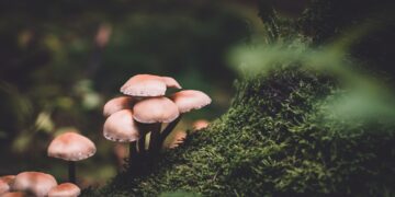 Rising Mushroom Craze Raises Concerns Over Poisonings