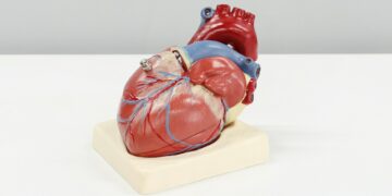 What Is The Main Function Of The Heart In The Human Body?