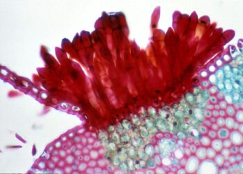 State Battles Deadly Fungal Infection