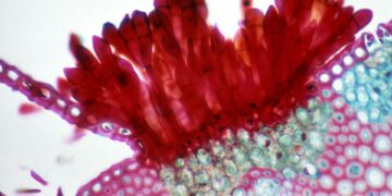 State Battles Deadly Fungal Infection