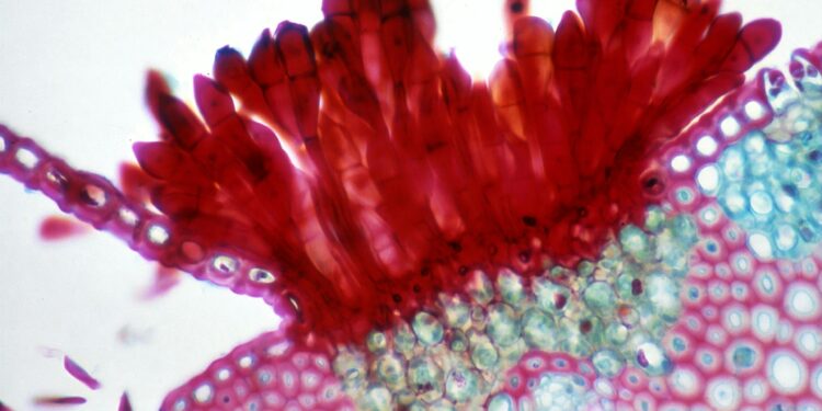 State Battles Deadly Fungal Infection