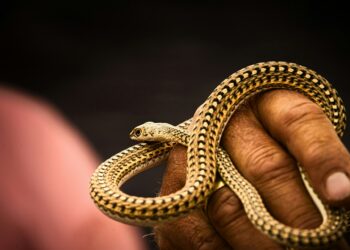 Scientists Tease ‘Universal’ Snake Venom Antidote
