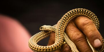 Scientists Tease ‘Universal’ Snake Venom Antidote