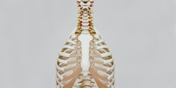 What Is The Body’s Largest Organ?