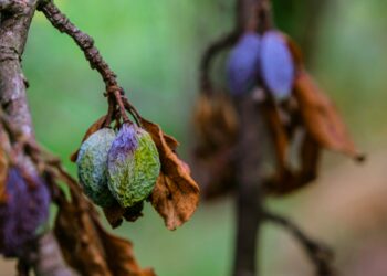 Which Of The Following Is A Symptom Of Dehydration?