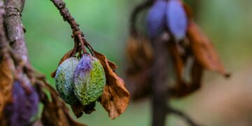 Which Of The Following Is A Symptom Of Dehydration?