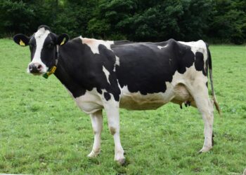 Scientists Develop Cow That Could Revolutionize Diabetes Treatment