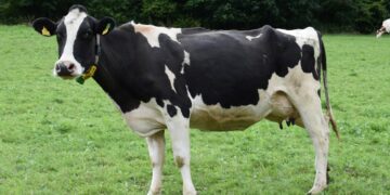 Scientists Develop Cow That Could Revolutionize Diabetes Treatment