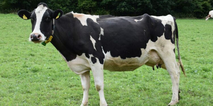 Scientists Develop Cow That Could Revolutionize Diabetes Treatment