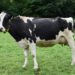 Scientists Develop Cow That Could Revolutionize Diabetes Treatment