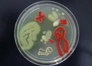 The Cholesterol Cure Found In Your Gut