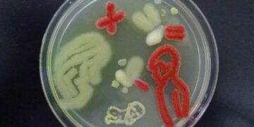 The Cholesterol Cure Found In Your Gut