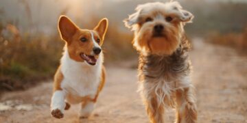Pets Unleash Superbugs Onto Owners