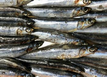 Which Of The Following Is Not A Type Of Omega-3 Fatty Acid?