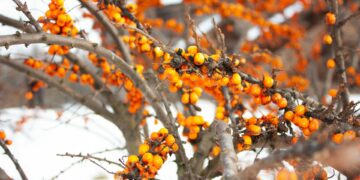 New Superfood Sends Shockwaves Through Health Community