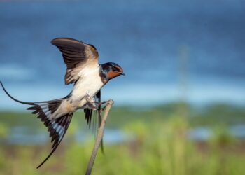 CDC Raises Red Flag Of Deadly Bird Flu In Humans