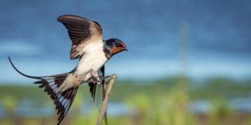 CDC Raises Red Flag Of Deadly Bird Flu In Humans