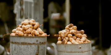 Test Promises Life-Changing Discovery For Peanut Allergies