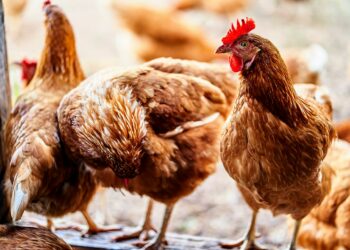 Farmers Forced To Cull Millions To Contain Outbreak