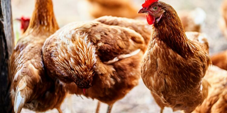 Farmers Forced To Cull Millions To Contain Outbreak