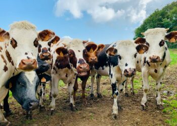 Officials Push Urgent Warning To Avoid Bird Flu Risk