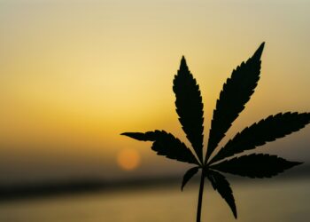 Drug Skyrockets To America’s Top Daily Substance