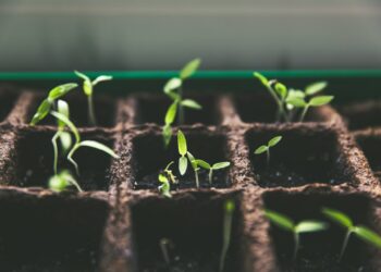 Health Benefits Of A Small Urban Garden