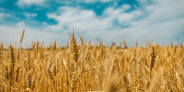 Ancient Grains Unleash Hope For Diabetes Patients