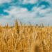 Ancient Grains Unleash Hope For Diabetes Patients