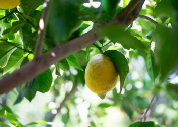 Study Finds Ticket To A Stress-Free Life