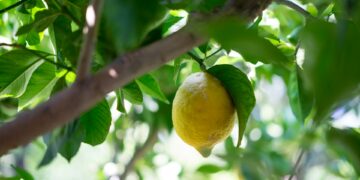 Study Finds Ticket To A Stress-Free Life