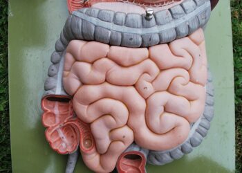 What Is The Primary Function Of The Small Intestine?
