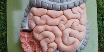 What Is The Primary Function Of The Small Intestine?