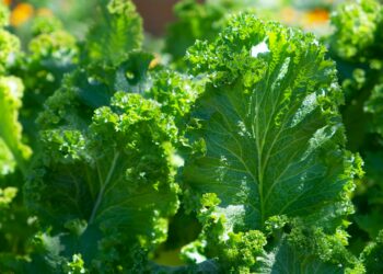 The Nutrient To Protect The Heart