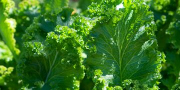 The Nutrient To Protect The Heart