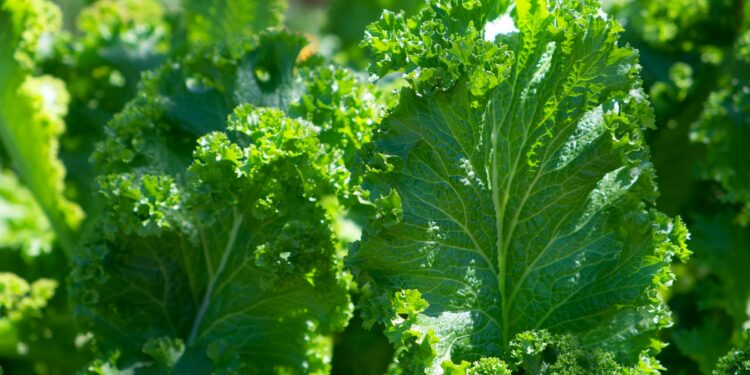 The Nutrient To Protect The Heart