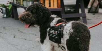 Service Dogs Dramatically Improve PTSD Symptoms