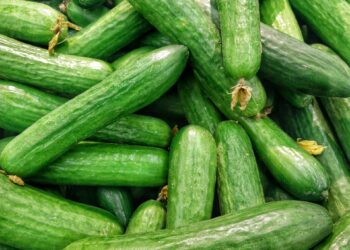 Infected Cucumbers Lead To Illness In 25 States
