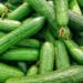 Infected Cucumbers Lead To Illness In 25 States