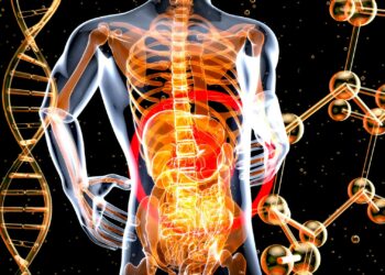 What Is The Main Function Of The Gut Microbiome?